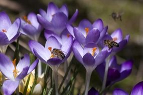 closeup photo of bees on little crocus blossoms