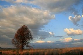 white clouds over yellow ocher in the field