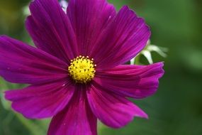 violet mallow flower close-up on blurred background