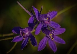 wild purple flowers bloom closeup