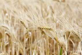 field like cereals