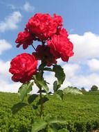 rose bush in nature