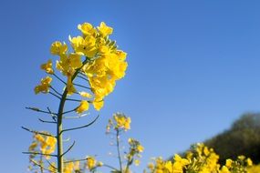 yellow rapeseed flower against blue sky