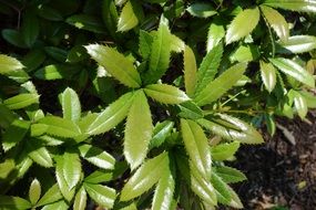 prickly plant in the arnold arboretum