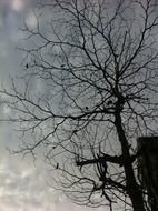 photo of silhouette of a bare tree in sri lanka