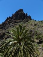 date palms in a gorge on the canary islands