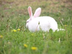rabbit animal wildlife