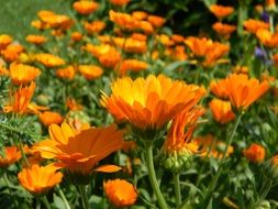field of orange flowers of calendula
