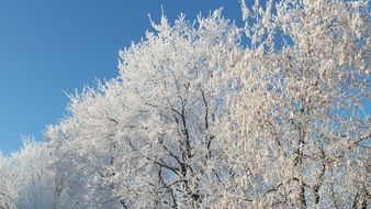 cold white nature