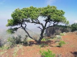 texas landscape