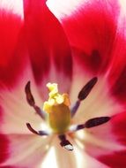 stamens and pink tulip petals