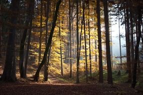 Sunlight among the forest trees