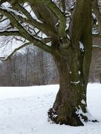 lonely tree at the winter edge of the forest