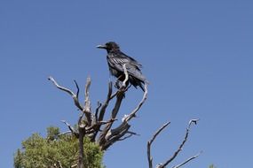 the bird is sitting on the top branch of a tree