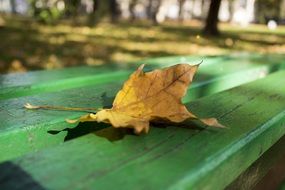 closeup photo of yellow leaf on a green bench