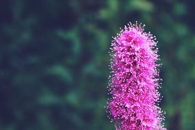 pink fluffy blossom