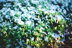 first snow on green plants