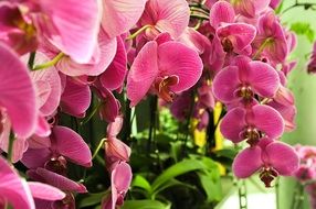 phalaenopsis is a kind of orchid