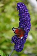 Colorful butterfly on the beautiful blue flowers at blurred background