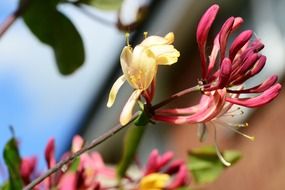 english pink honeysuckle