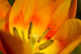 stamens and yellow tulip petals