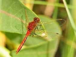 red dragonfly on green leaf macro