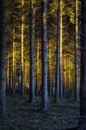 Trees in the magic of sunlight