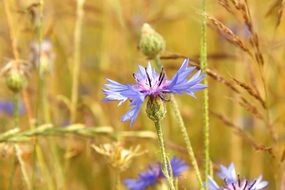 cornflower field