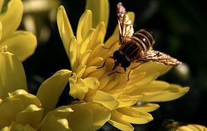 bee sit on the yellow chrysanthemum