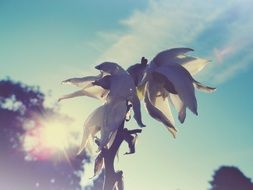 sunlight over the petals of a plant