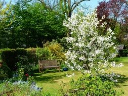 garden in spring