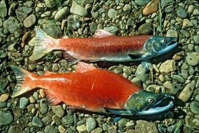 two red salmon are lying on the rocks