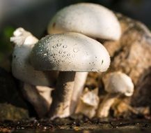 dew on mushrooms