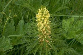 yellow pedicularis foliosa in the meadow