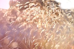 summer field in bright light