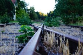 Green plants on the track of the railway station