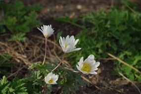 forest white blossom