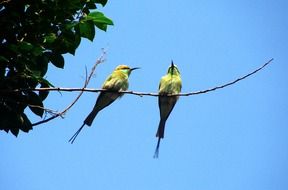 two small birds on branch, green bee-eater, india, dharwad