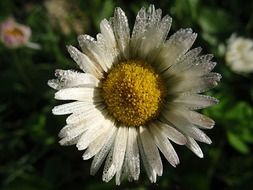 daisy flower with yellow center close up on a blurred background