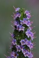 Green plant with blue flowers