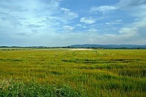 landscape of the green meadow in Bohemia