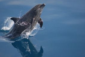 Beautiful bottlenose dolphin jumping out of the blue water