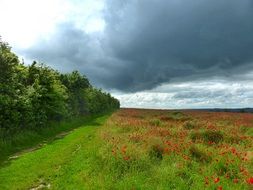 landscape of colorful field