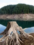 old tree on a river bank