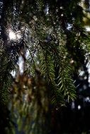 conifer tree in the sunlight