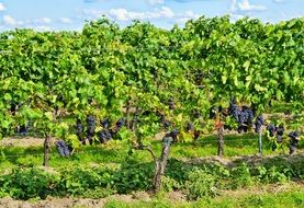 blue grapes ripening in vineyard, germany