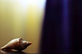 photo of shell on a muddy background