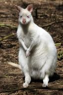 albino kangaroo close up