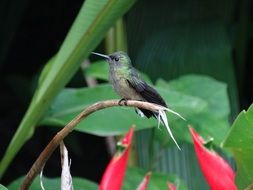 tiny hummingbird in wildlife