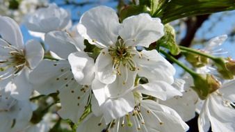 Flowers on the cherry tree, macro